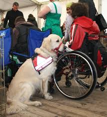 Therapy or assistance dog