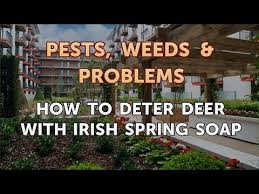 deter deer with irish spring soap