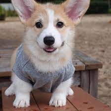 Our corgis enjoy socialization and interaction with adults & children as well as a variety of farm animals, including cats, poultry and horses. Corgi Puppies Adorable Corgi Puppies For Sale Near Me Facebook