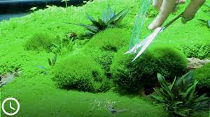 the ultimative aquarium moss t