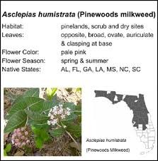 milkweeds native to florida sharons
