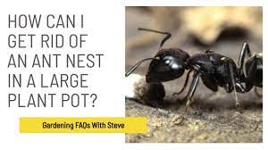 how can i get rid of an ant nest in a