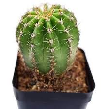 Get great deals on ebay! Buy Plant House Live Echinopsis Calida Cactus Decorative Succulent Plant 1 Live Cactus Plant Online Get 55 Off