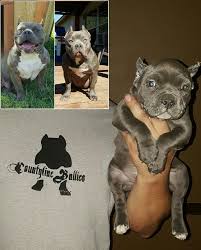 We did not find results for: Local Pitbull Puppies For Sale Craigslist Off 78 Www Usushimd Com
