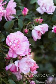 rose flower carpet appleblossom