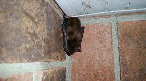 How And Why Do Bats Hang Upside Down