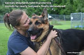 German shepherd rescue can be found in chertsey, surrey, kt16. 28 German Shepherds In Protective Custody For 2 Years Are Going Up For Adoption Cbs Boston