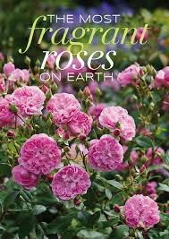 Which Are The Most Fragrant Roses On