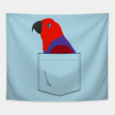Eclectus Parrot Female In Your Front Pocket