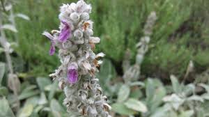 stachys byzantina ένα εύκολο στην