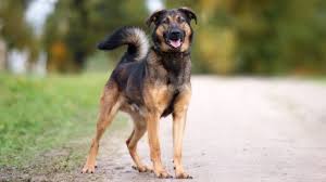 The german shepherd rottweiler mix is a cross between a purebred rottweiler and a purebred german shepherd. German Shepherd Rottweiler Mix Breed Info Facts Pictures All Things Dogs All Things Dogs