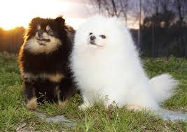 Pomeranian Color Changes From Birth To Maturity