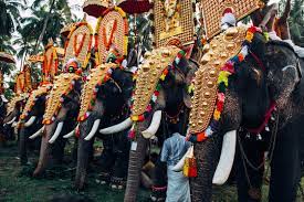 kerala elephant images browse 1 175