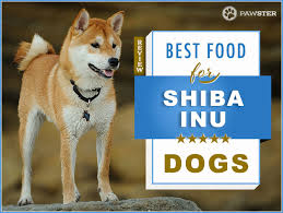 The 7 Best Foods To Feed Your Adult And Puppy Shiba Inu