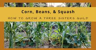 grow a three sisters garden