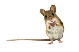 Fall Can Mean Home Invasions By Mice Rats