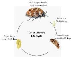 beetles atoz pest control