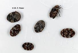 My cat has little black bugs crawling on his head, that look like nat's but smaller, and they have wings. Carpet Beetles Entomology