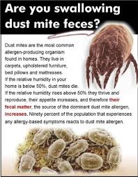 the dust mite their habitat adam s