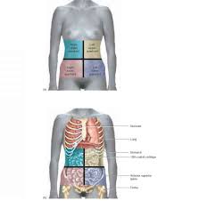There are multiple anatomical areas within the abdomen, each of which contain specific contents and are bound by certain borders. Axial Region Physiology Americorps Health