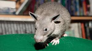 Bbc Earth The Worlds Largest Rats Are The Size Of Small