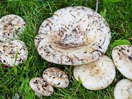 Tree squirrels, ground squirrels, and chipmunks A Guide To Poisonous And Edible Mushrooms Lovethegarden