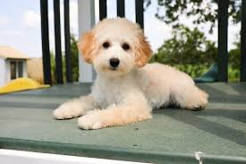 breed toy poodle puppies