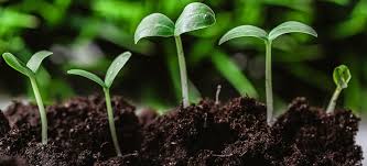 Image result for germination of seed