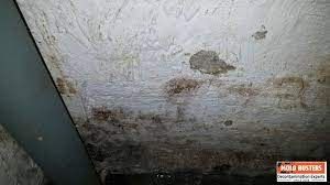 guide to mold on concrete