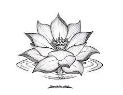 Цветок лотоса рисунок - 82 фото