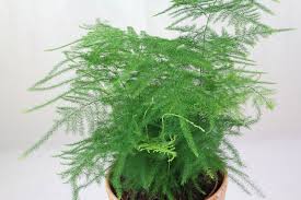 Despite the name, the asparagus fern is not actually a true fern. Esparraguera Pflanzen Zimmerpflanzen Spargel