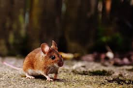 get rid of mice without killing them