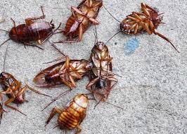 what rature kills roaches