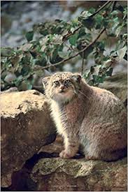 Freeads pets is a great way to be introduced to the best breeders and rescue centres to find the your perfect companion. Manul Pallas S Cat Otocolobus Manul Small Wild Cat Journal 150 Page Lined Notebook Diary Creations Cs 9781544288468 Amazon Com Books