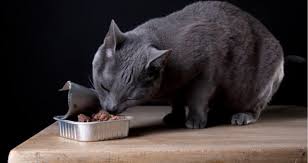 Is Fancy Feast Bad For Cats Or Kittens Petcoach