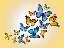 Butterflies Ultra HD Desktop Background ...
