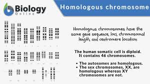 logous chromosome definition and