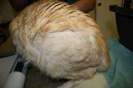 fleas and flea allergies your vet