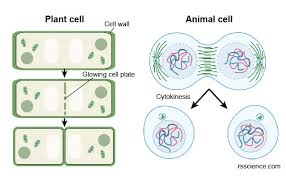 In higher plant cells, cytokinesis is regulated by the cell wall and occurs by a different mechanism. Animal Cells Vs Plant Cells What Are The Similarities Differences And Examples
