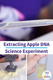 fruit dna extraction lab science