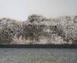 Black Mold On Carpet 12 Things You