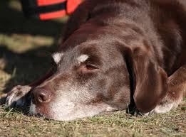 How Old Dogs Become Homeless | The Grey Muzzle Organization