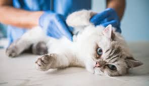 Many cats will live several years. How Long Do Cats Live Vet Explains Pets