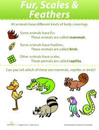 Fur Scales And Feathers Identifying Animals Lesson Plan