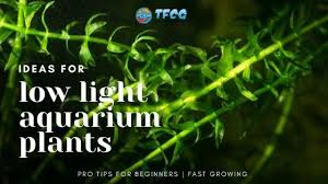 12 easy low light carpet plants for
