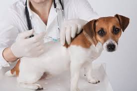 Follow our guide to dog vaccinations, both core vaccines and requirements for these vaccines depend a lot on your dog's lifestyle: Dog Vaccinations Etobicoke Vet Dog Shots