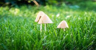 mushrooms growing in your yard