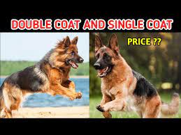 Difference Between Gsd Coats