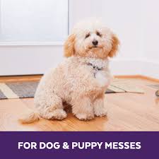 dog puppy formula with carpet