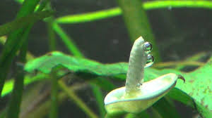 We did not find results for: Flowering Anubias Plant Youtube